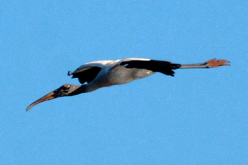 Wood Stork - ML530113671