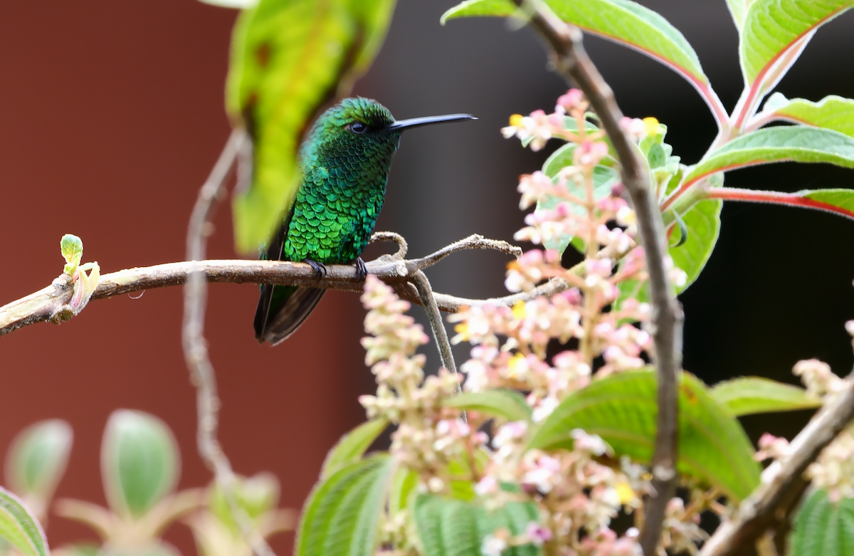 Short-tailed Emerald - ML530113871