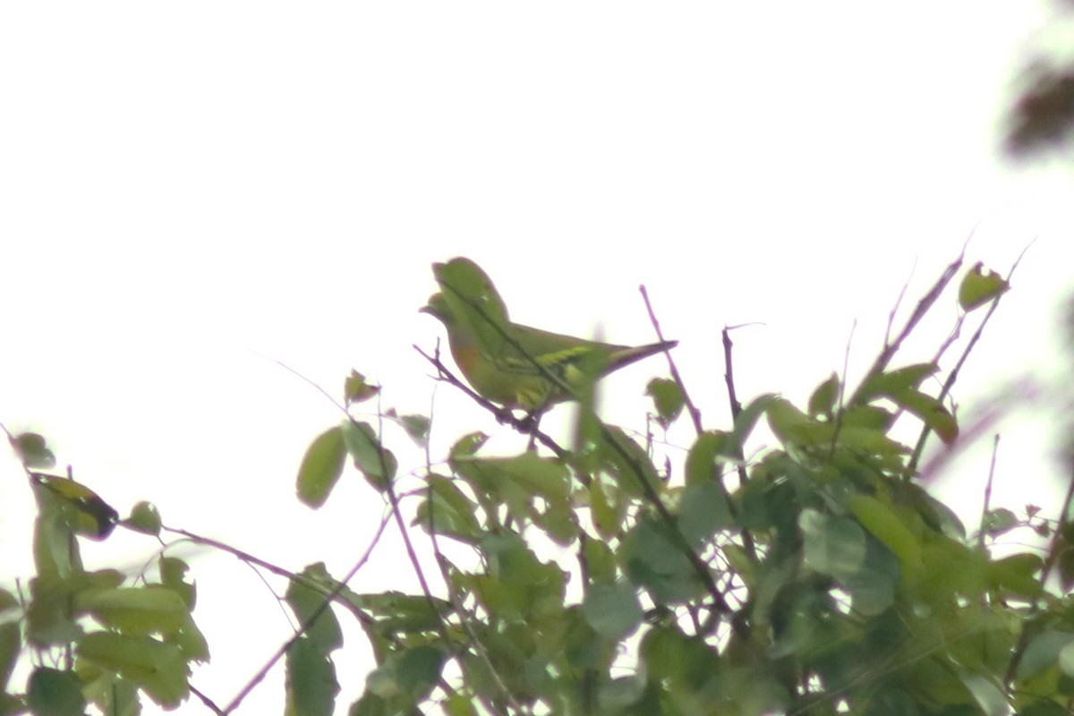 Orange-breasted Green-Pigeon - ML530114081