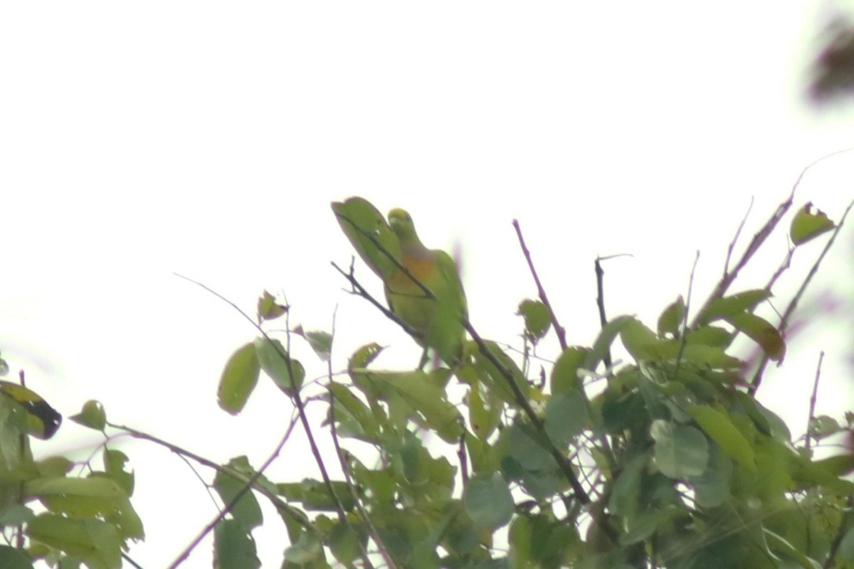 Orange-breasted Green-Pigeon - ML530114091