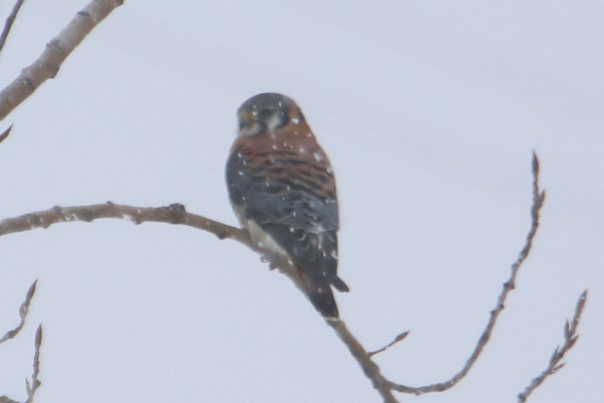 American Kestrel - ML530115261