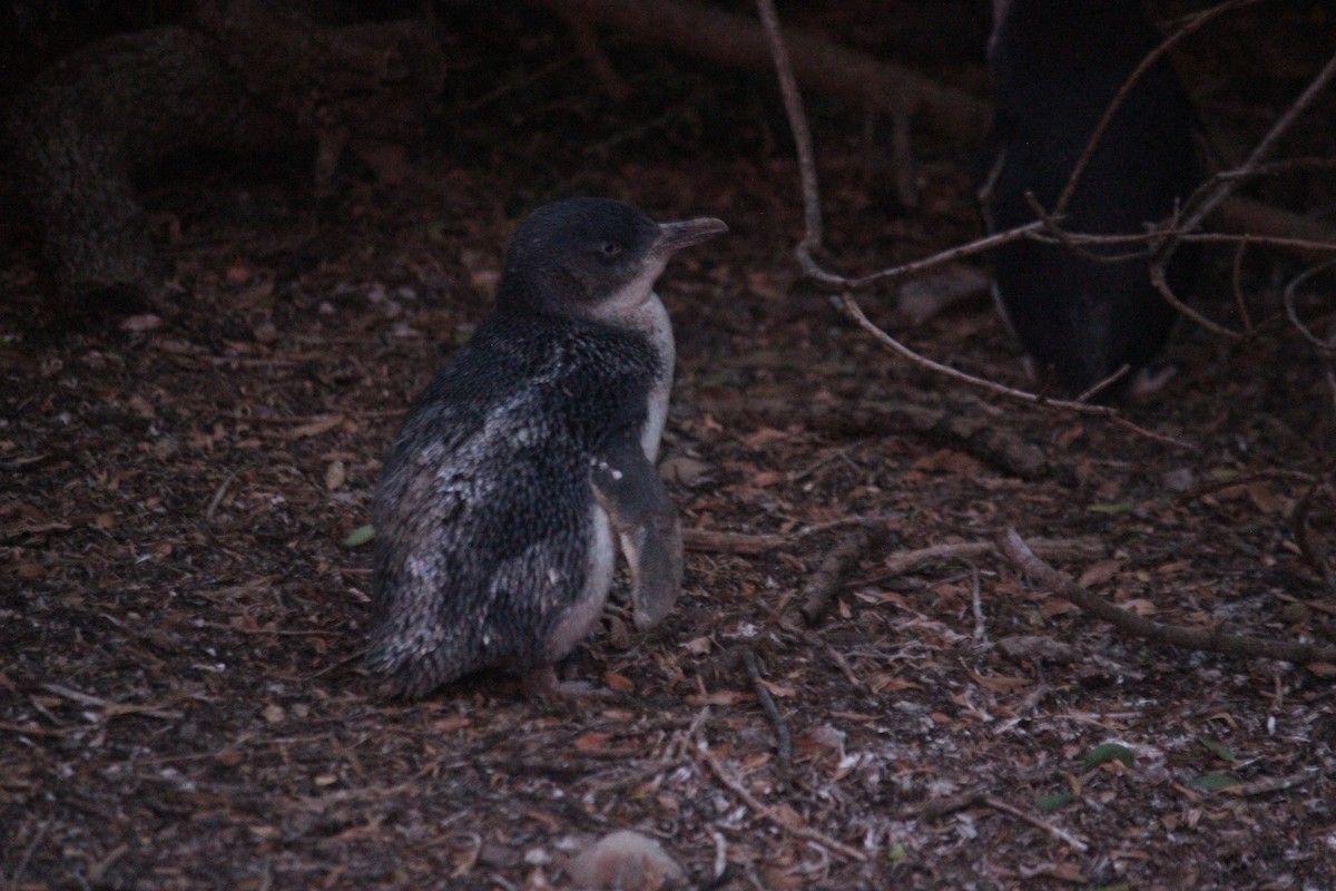 Малый пингвин - ML530115271