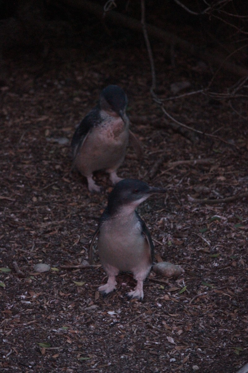 Малый пингвин - ML530115281