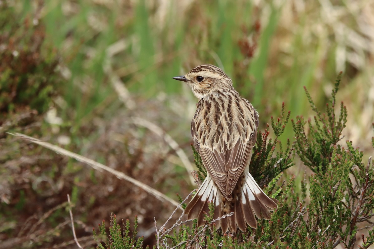 buskskvett - ML530115781