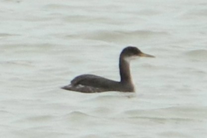 Red-necked Grebe - ML530115801