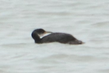 Red-necked Grebe - ML530115851
