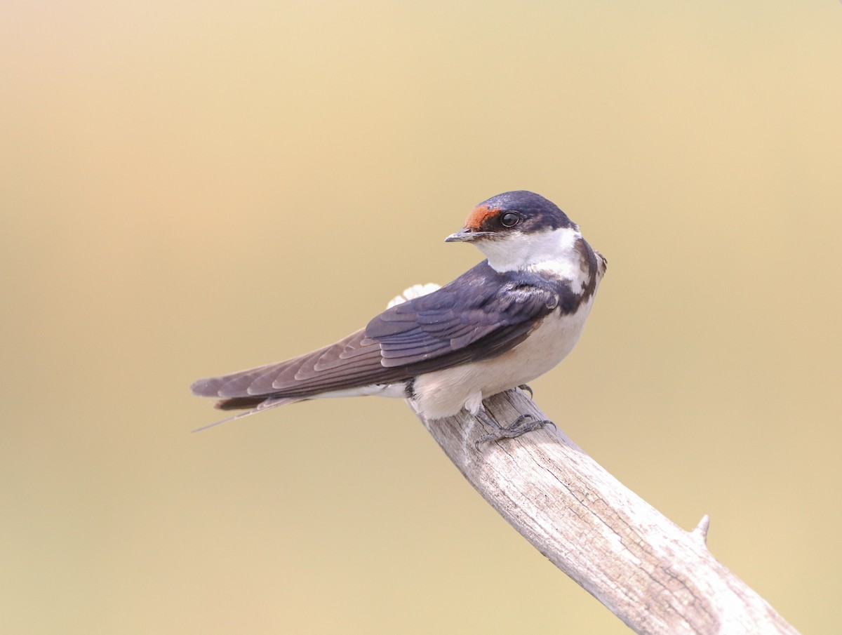 White-throated Swallow - ML530116291