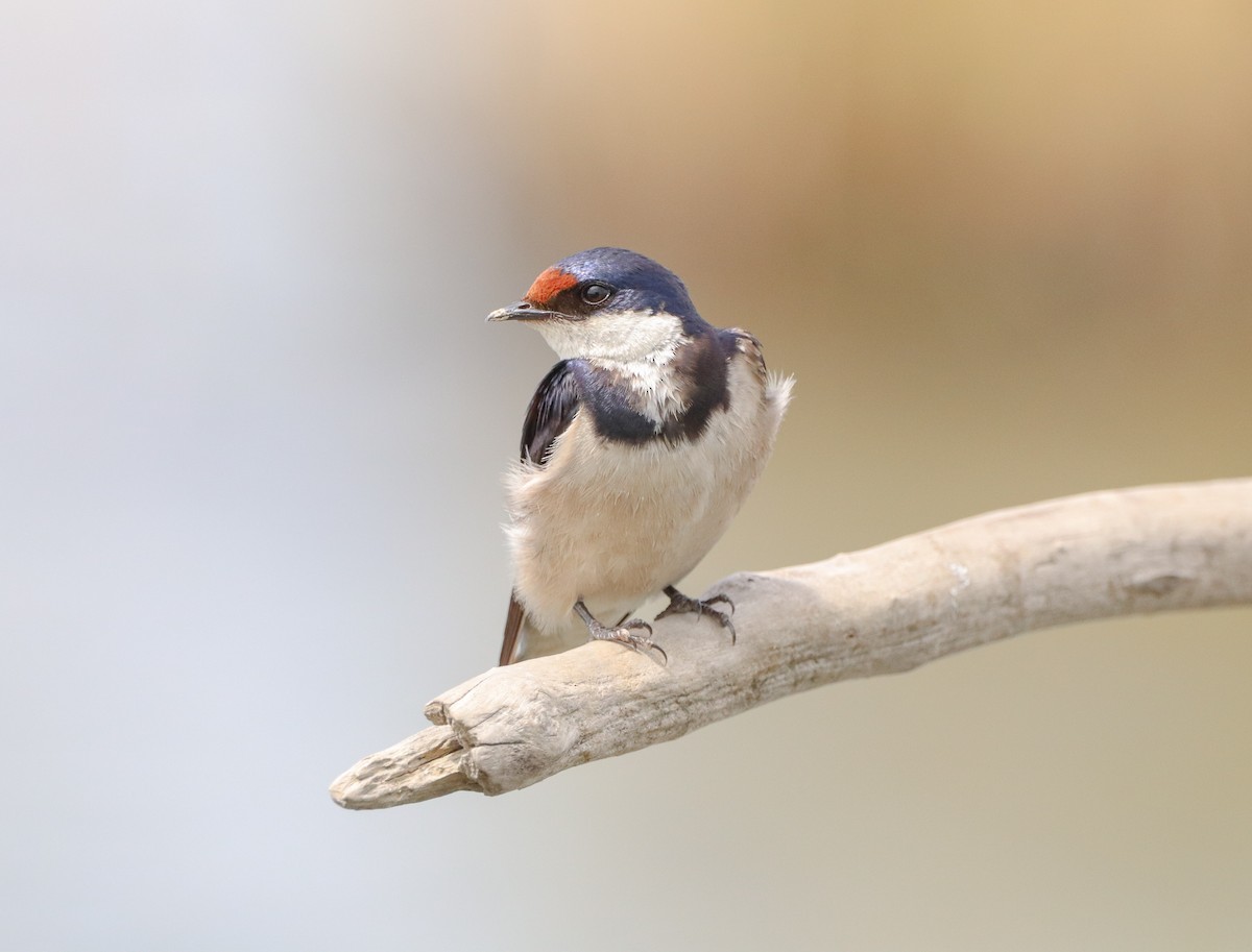 White-throated Swallow - ML530116301