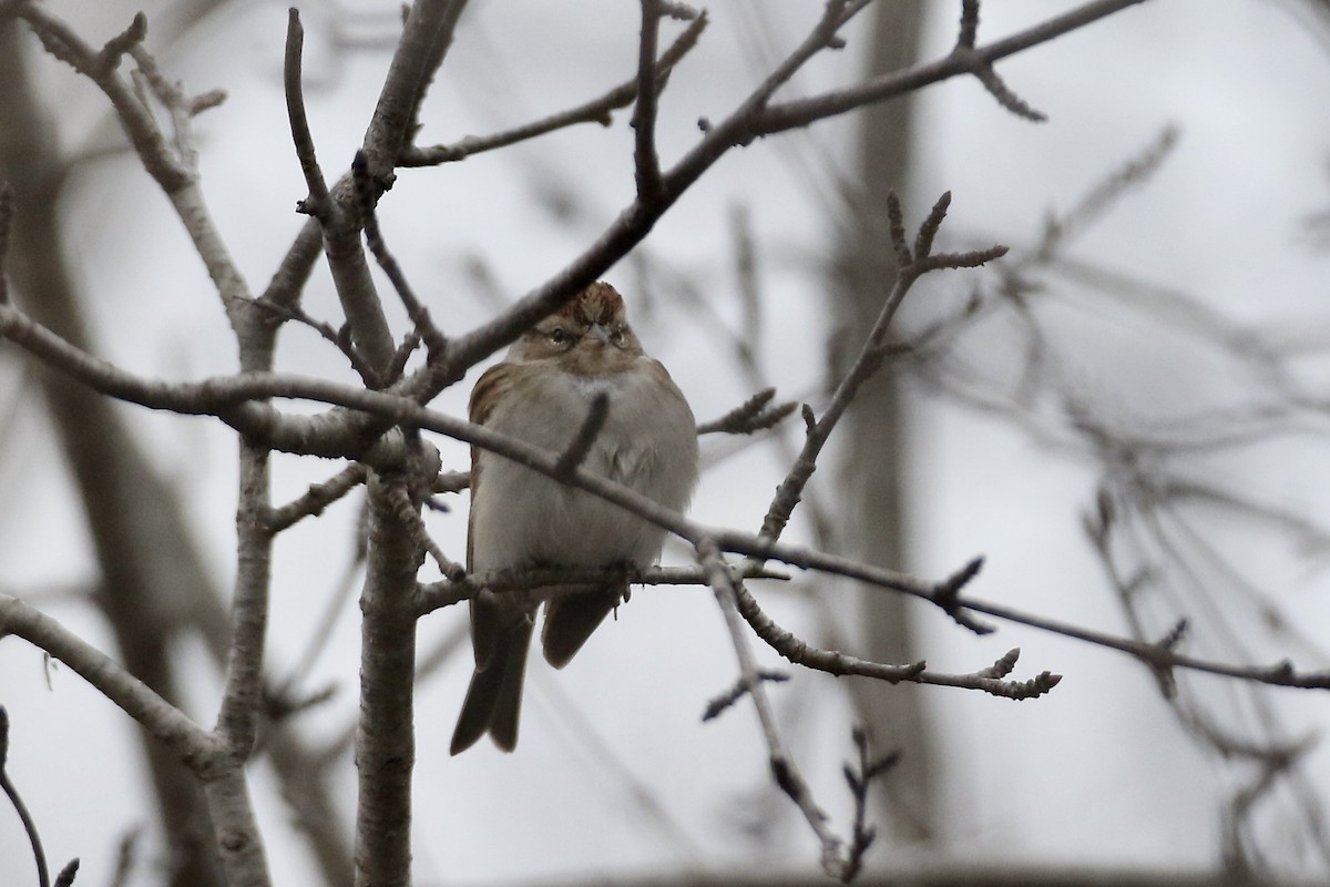 Chipping Sparrow - ML530118711