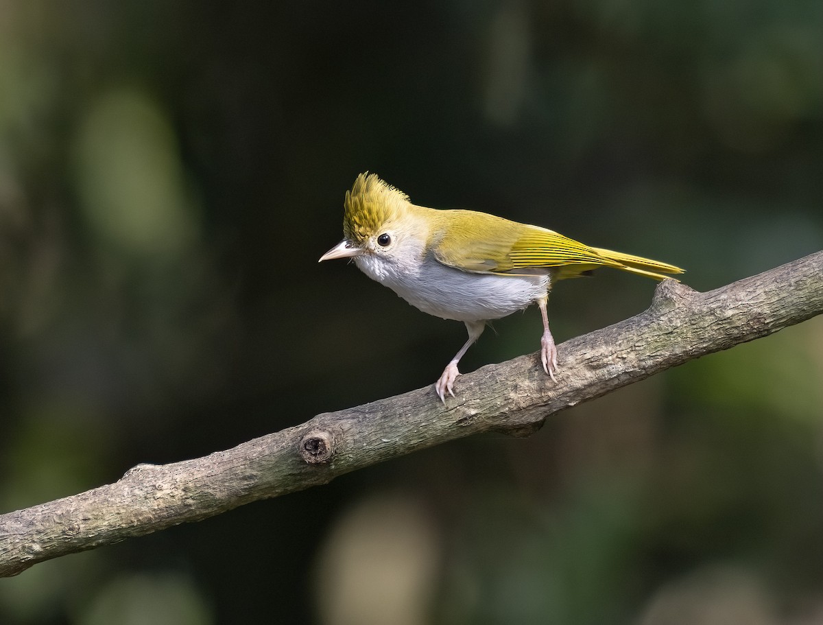 White-bellied Erpornis - Ratul Singha