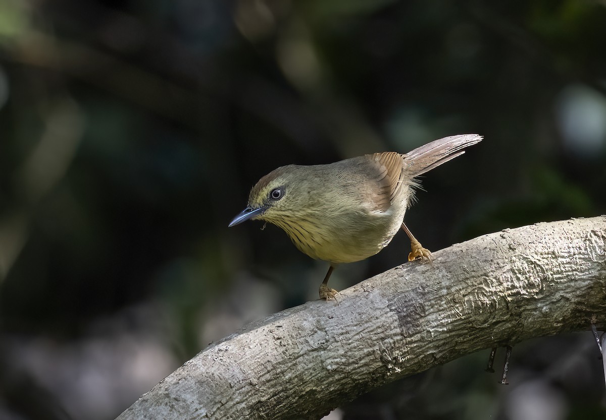 Pin-striped Tit-Babbler - Ratul Singha