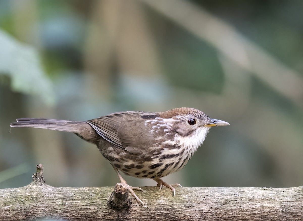 Puff-throated Babbler - Ratul Singha