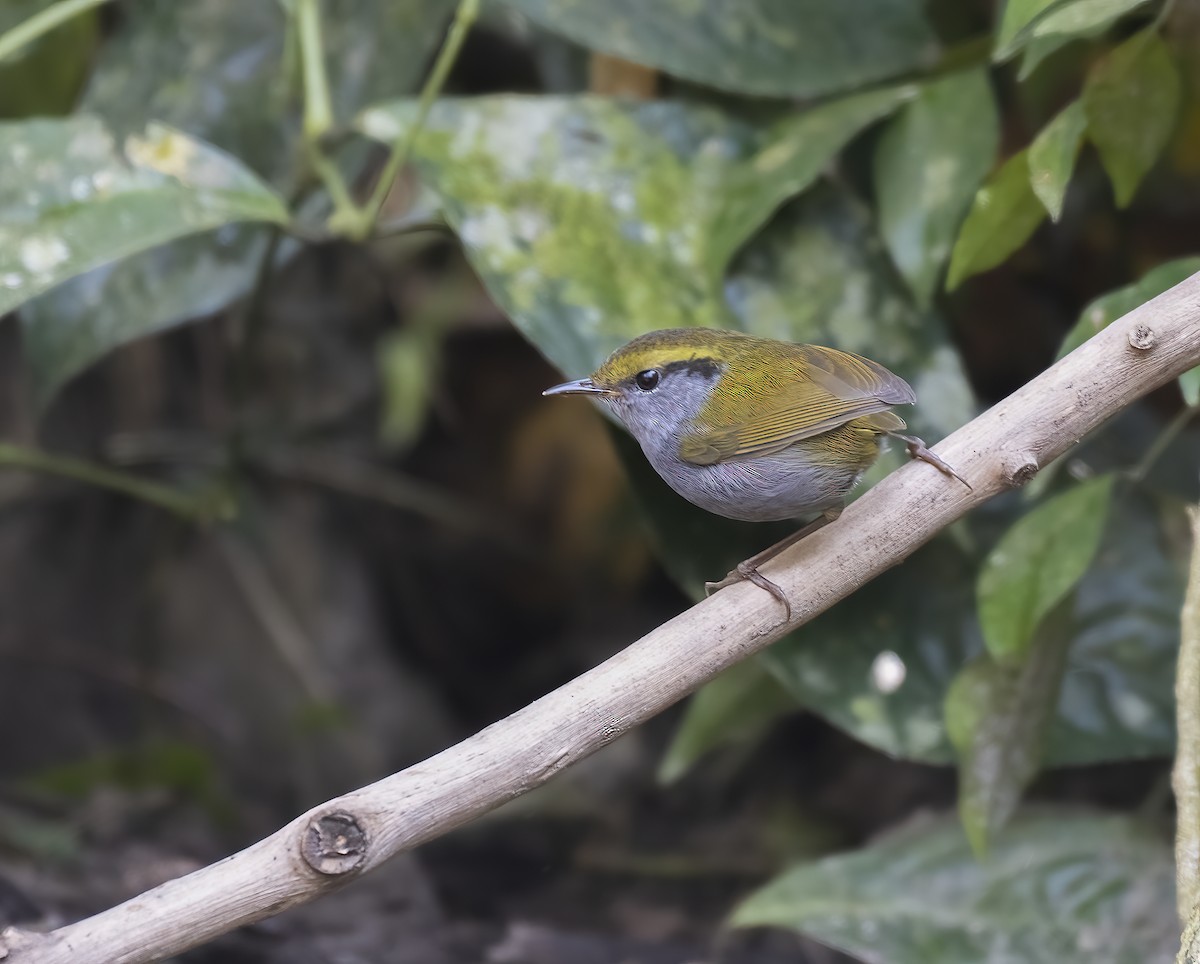 Gray-bellied Tesia - ML530119571