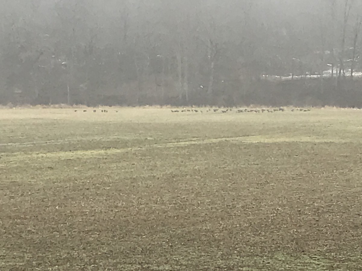 Wild Turkey - ML530119641