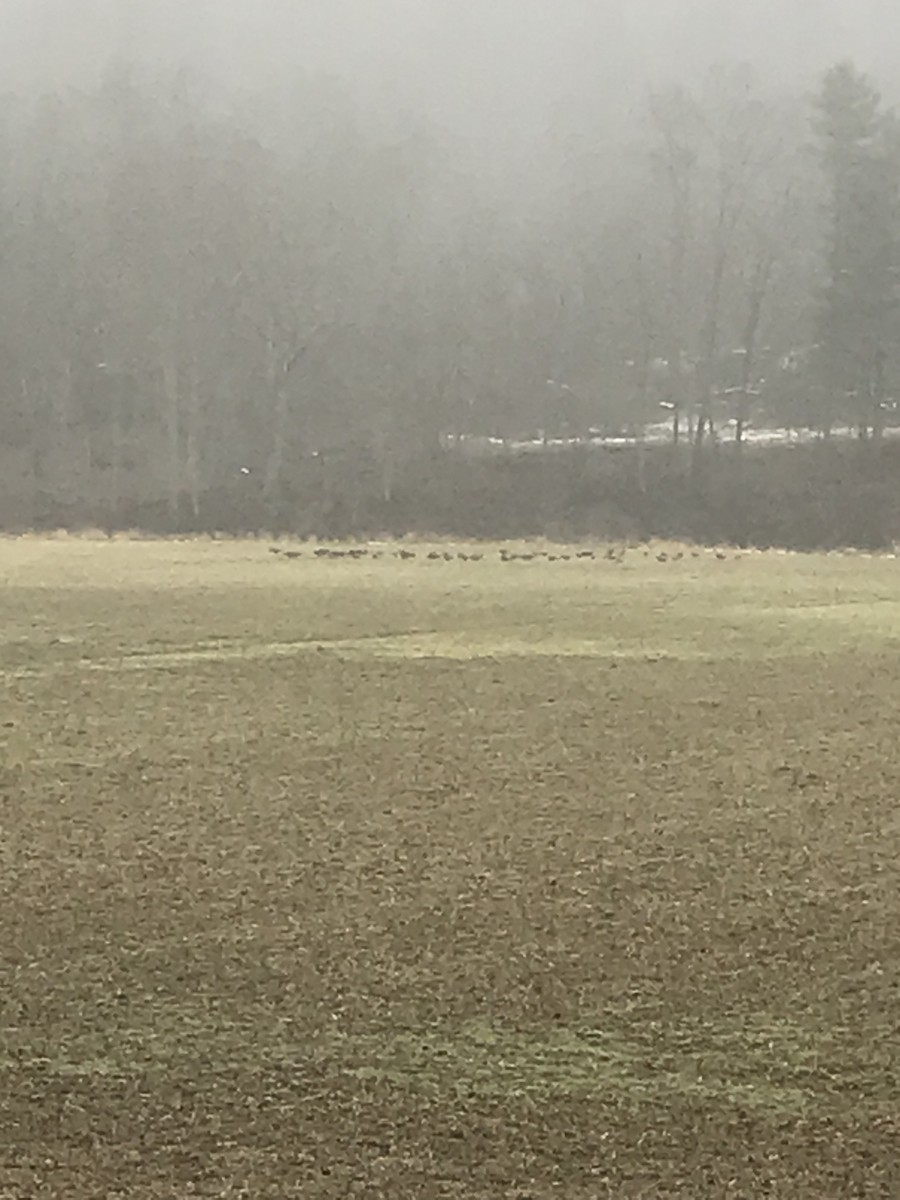 Wild Turkey - ML530119651