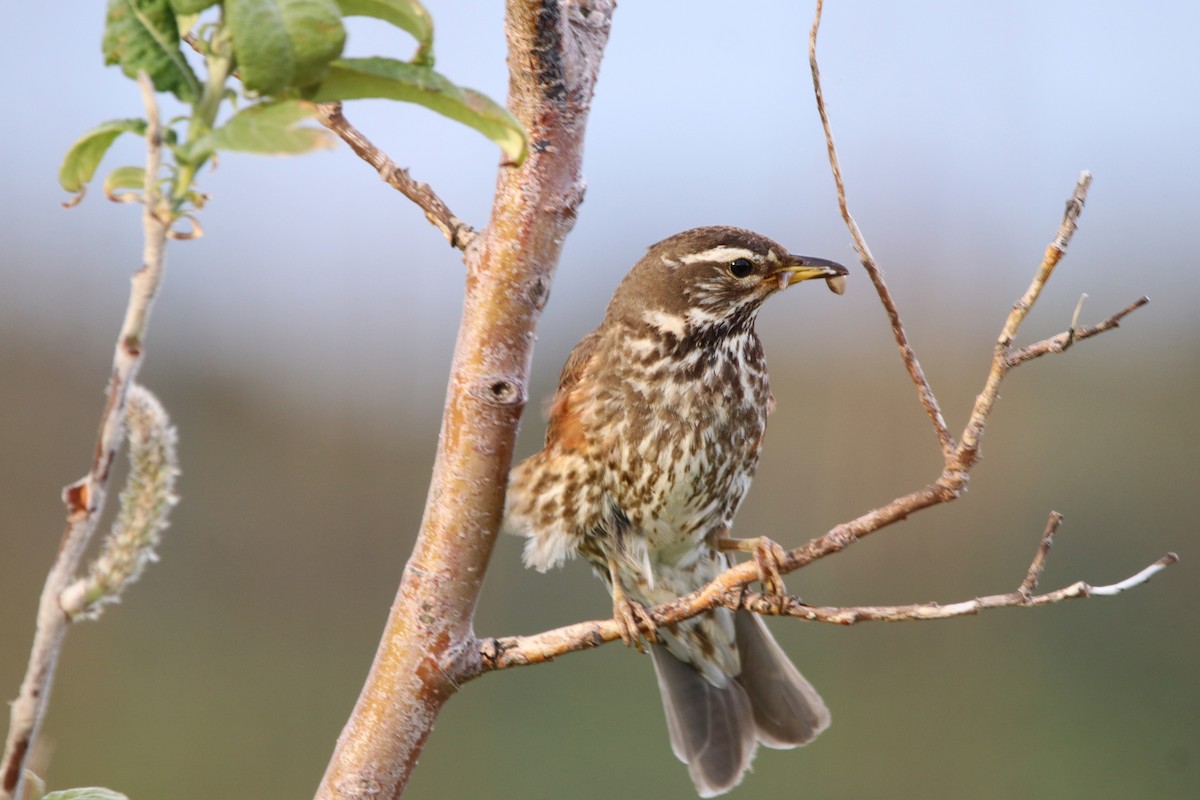 Redwing (Icelandic) - ML530119721