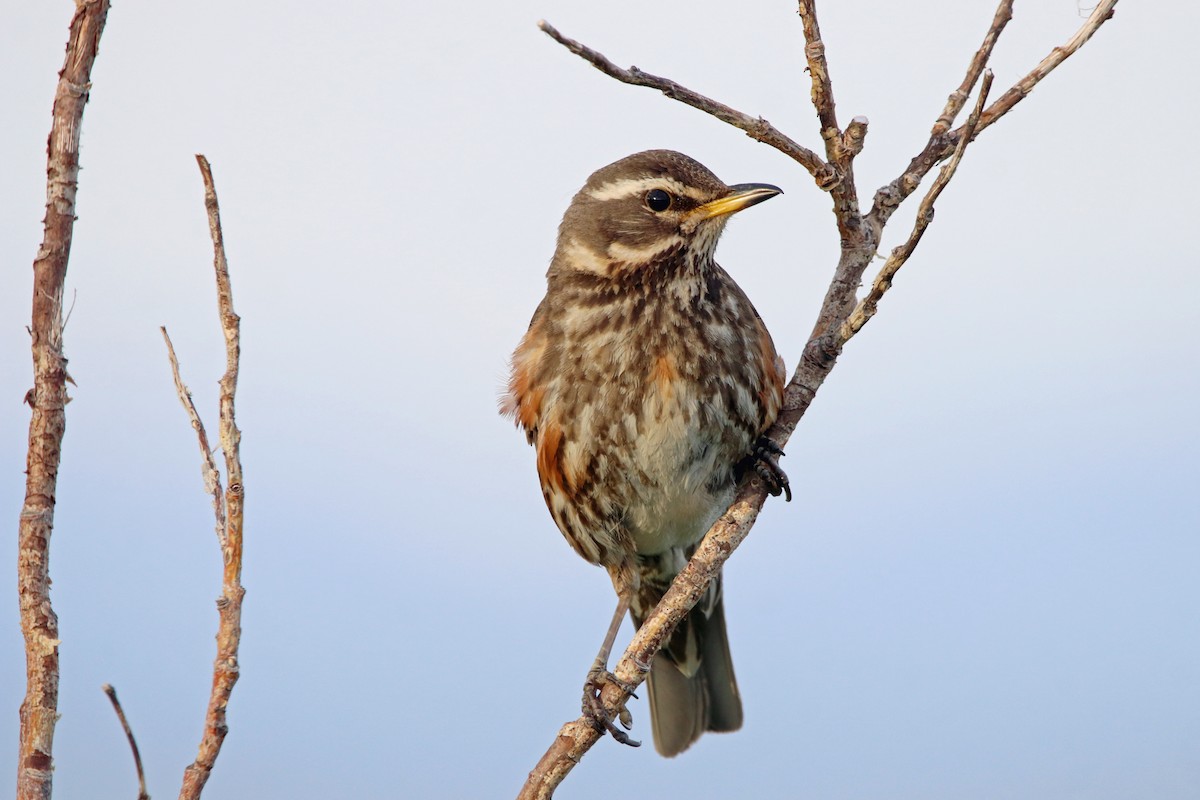 Redwing (Icelandic) - ML530119731