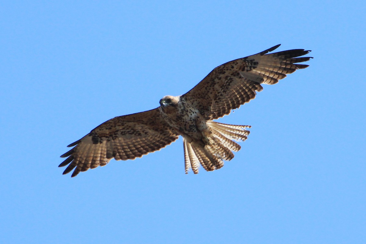 Galapagos Hawk - ML53012071