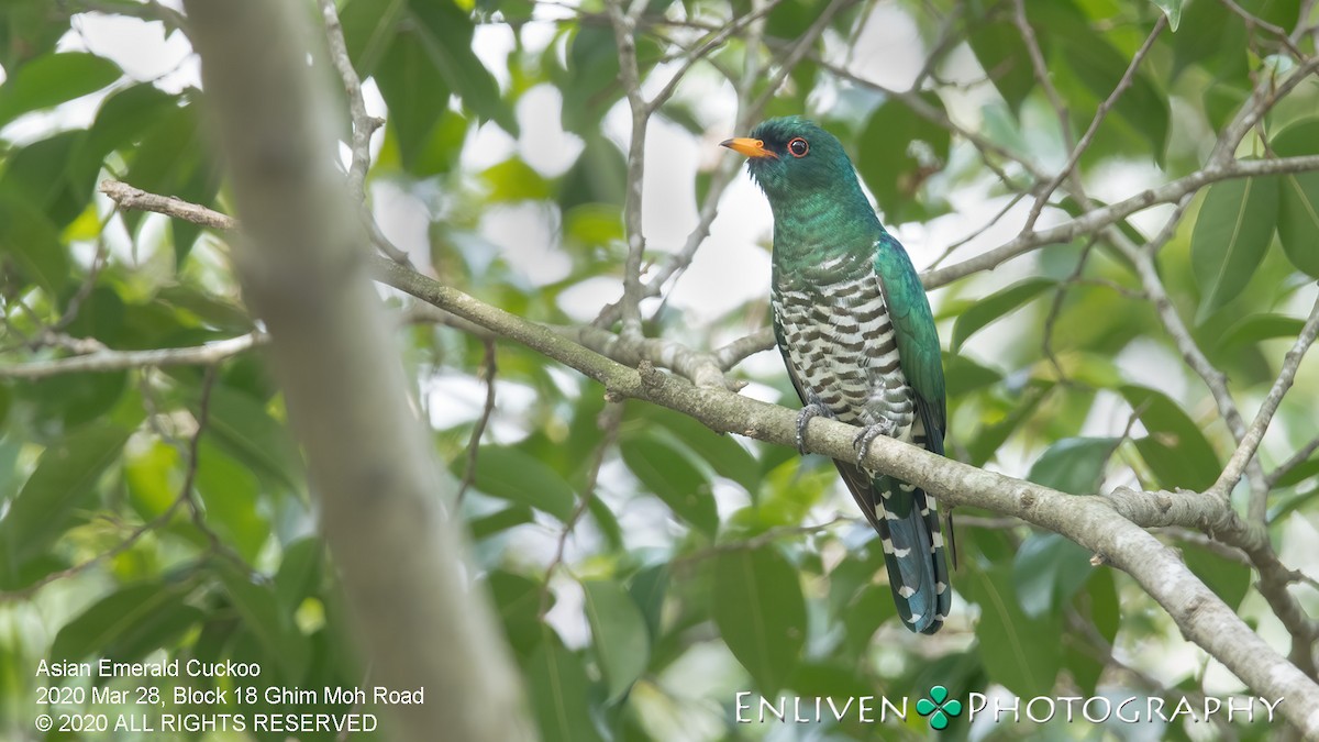 Asian Emerald Cuckoo - Vincent Yeow-Ming NG