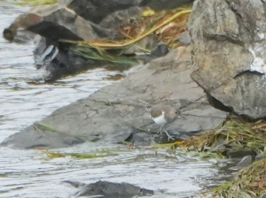 Common Sandpiper - ML530121351