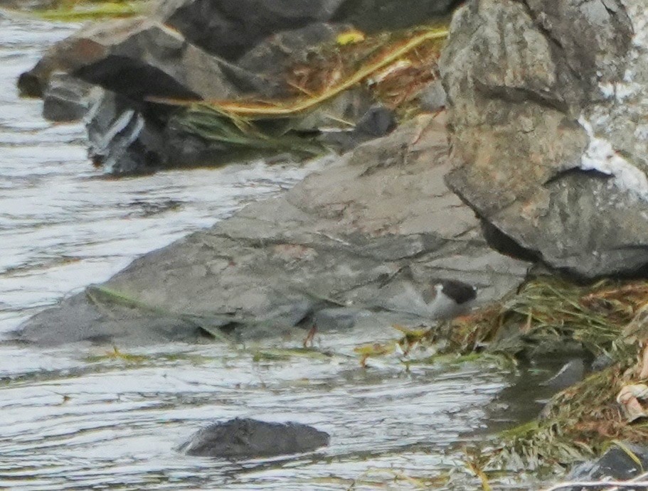 Common Sandpiper - ML530121381