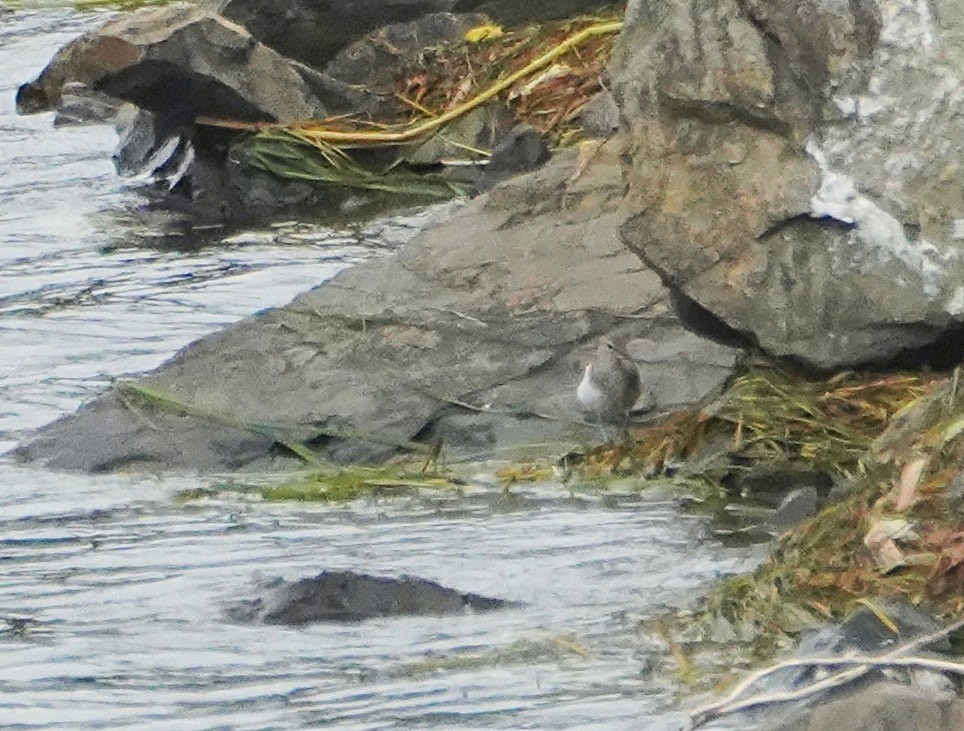 Common Sandpiper - ML530121391