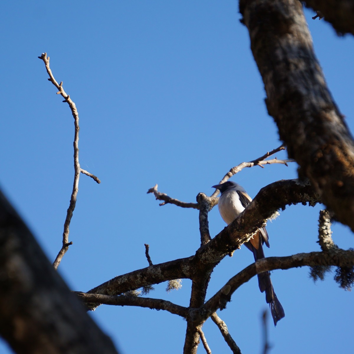 Gray Treepie - ML530121791