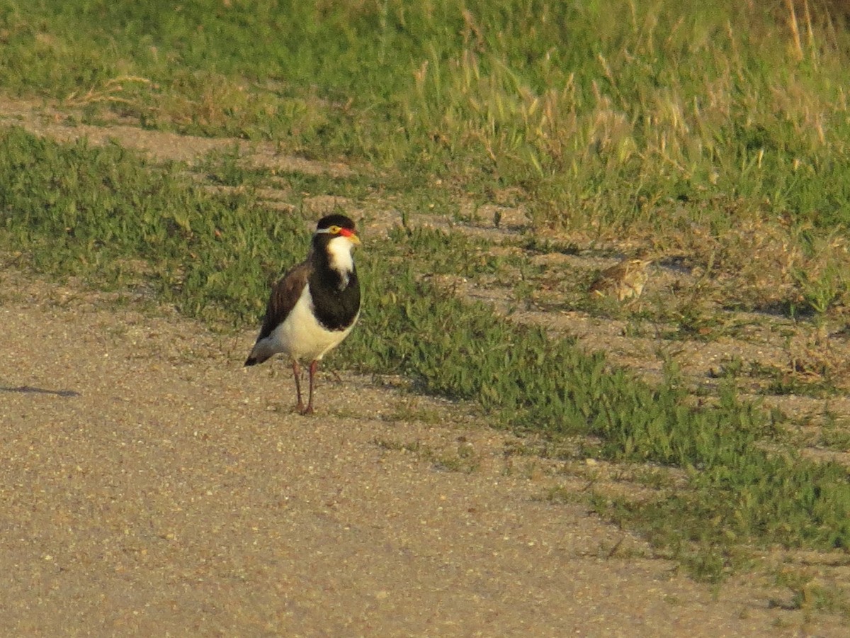 Banded Lapwing - ML530123351