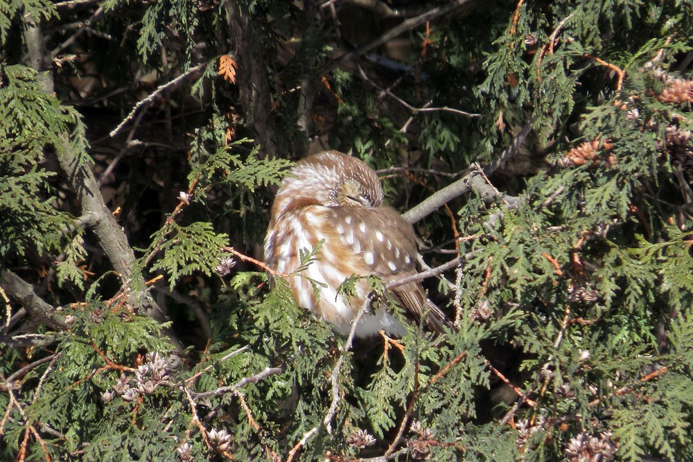 Northern Saw-whet Owl - ML530123911