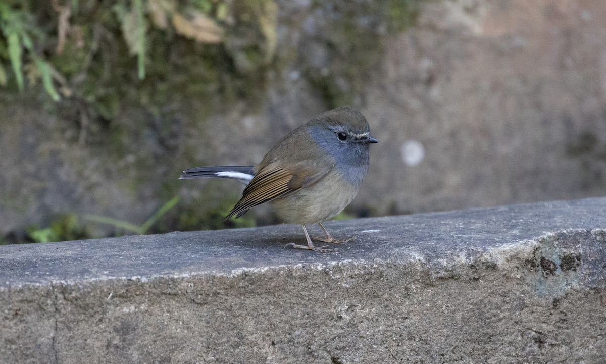 Rufous-gorgeted Flycatcher - ML530124701