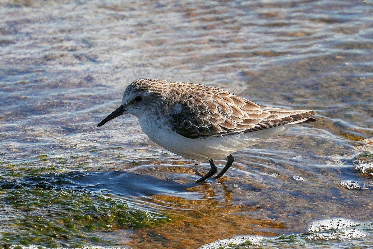 小濱鷸 - ML530124981