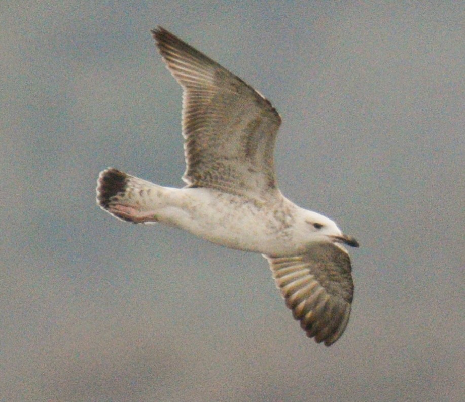 Lesser Black-backed Gull (Steppe) - ML530125021