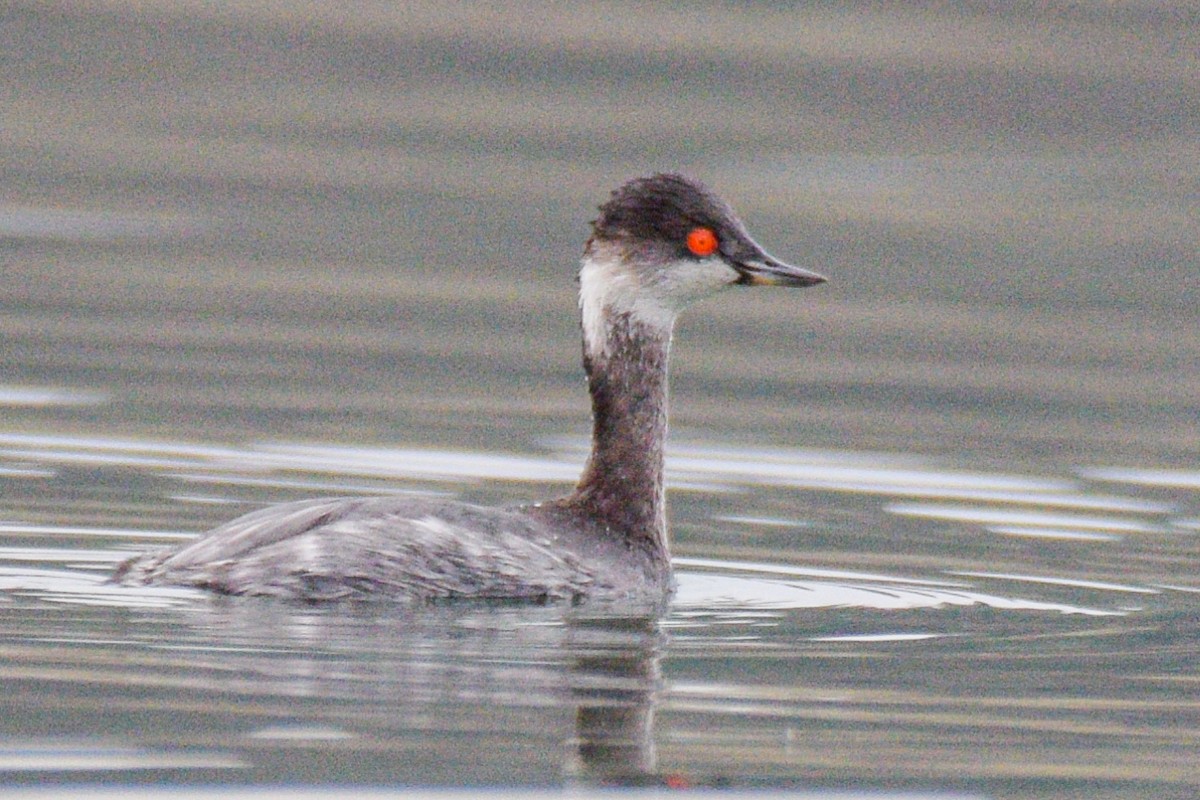 Халтар шунгуур - ML530125151