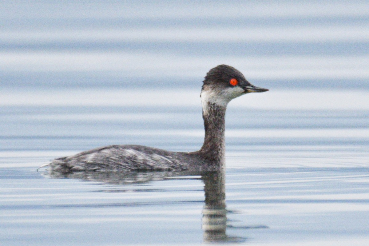 Халтар шунгуур - ML530125161