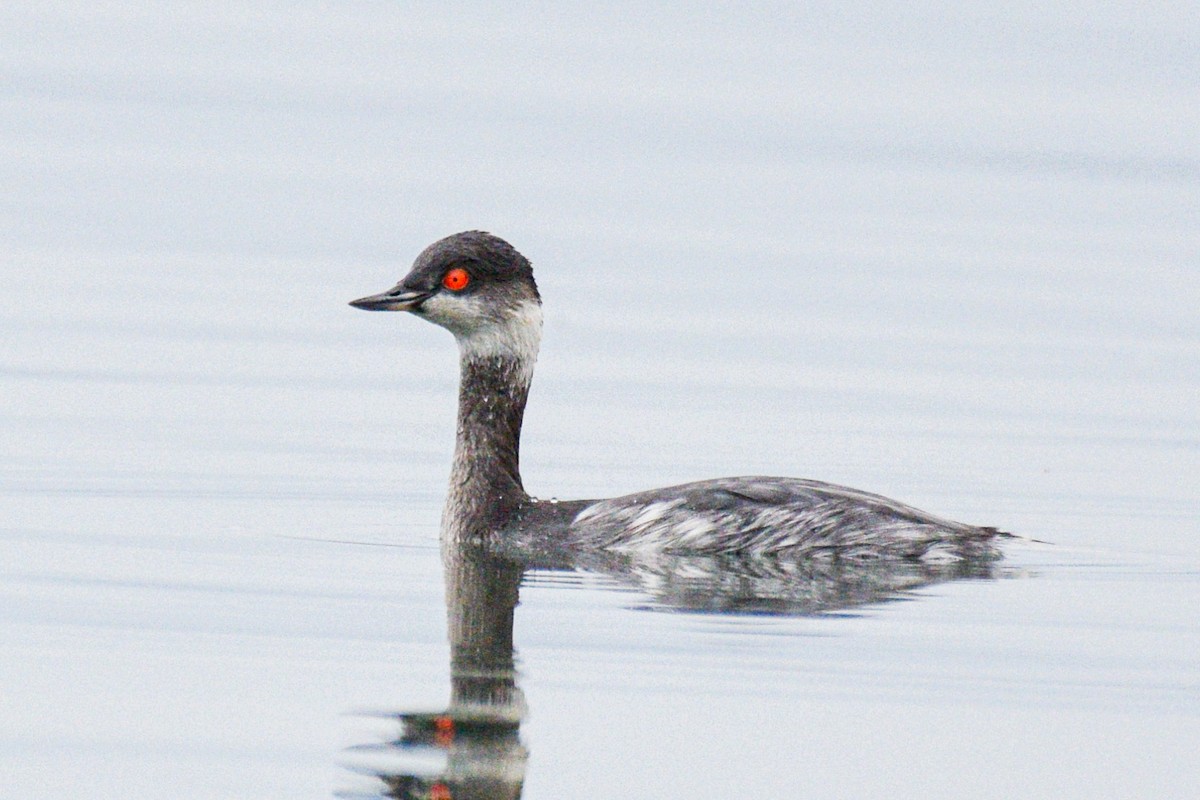 Халтар шунгуур - ML530125171