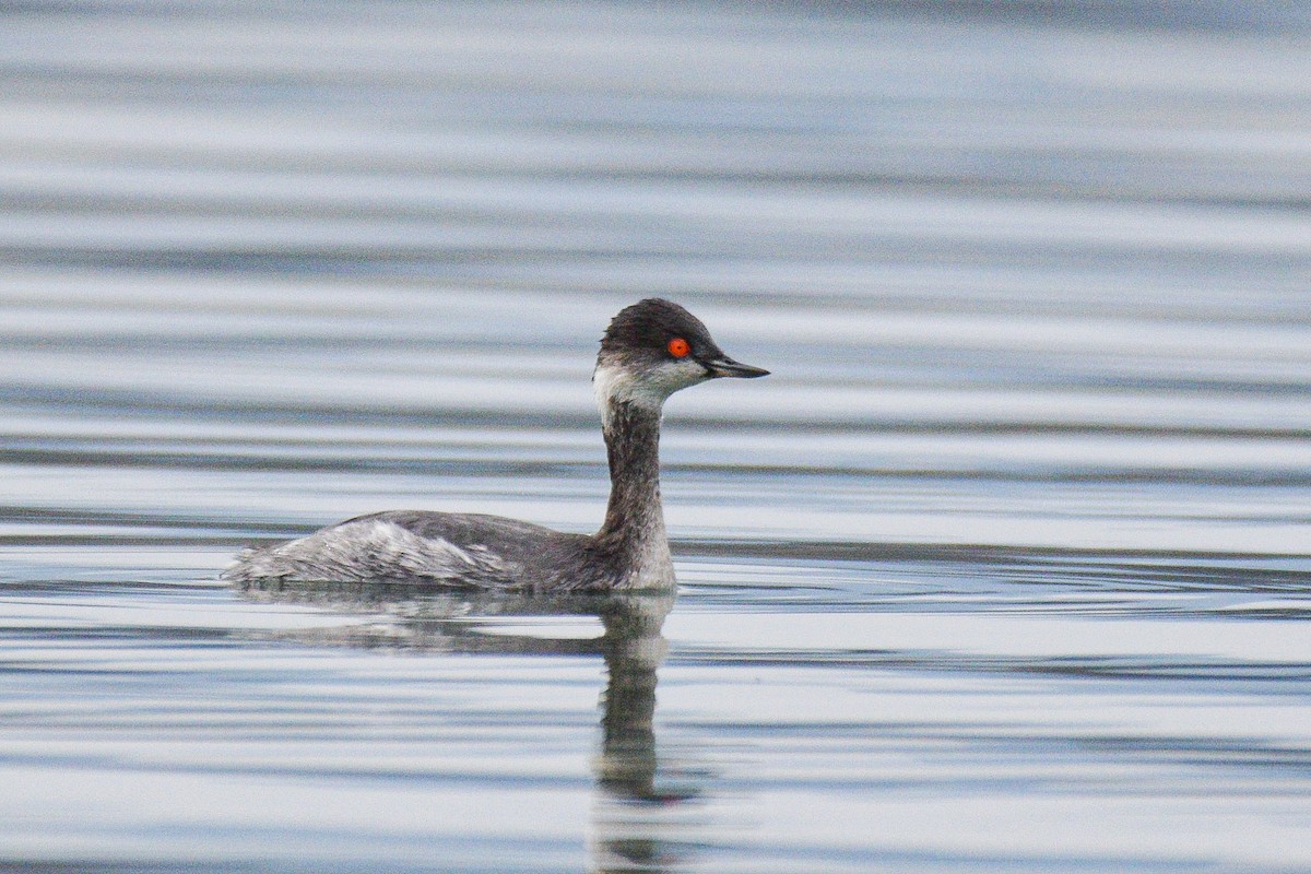 Халтар шунгуур - ML530125181