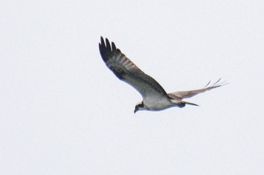 Загасч явлаг - ML530125251