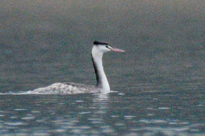 Отгот шунгуур - ML530125381