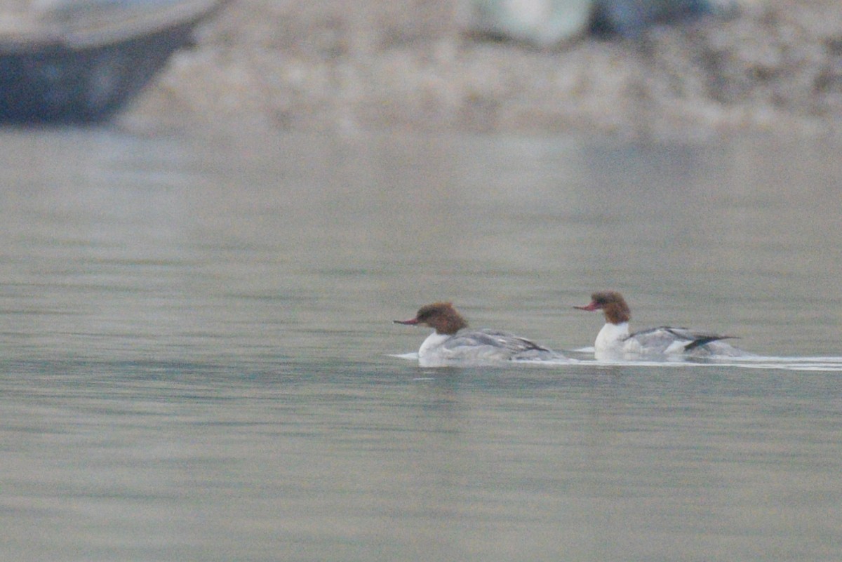 Хумхин бохио - ML530125461