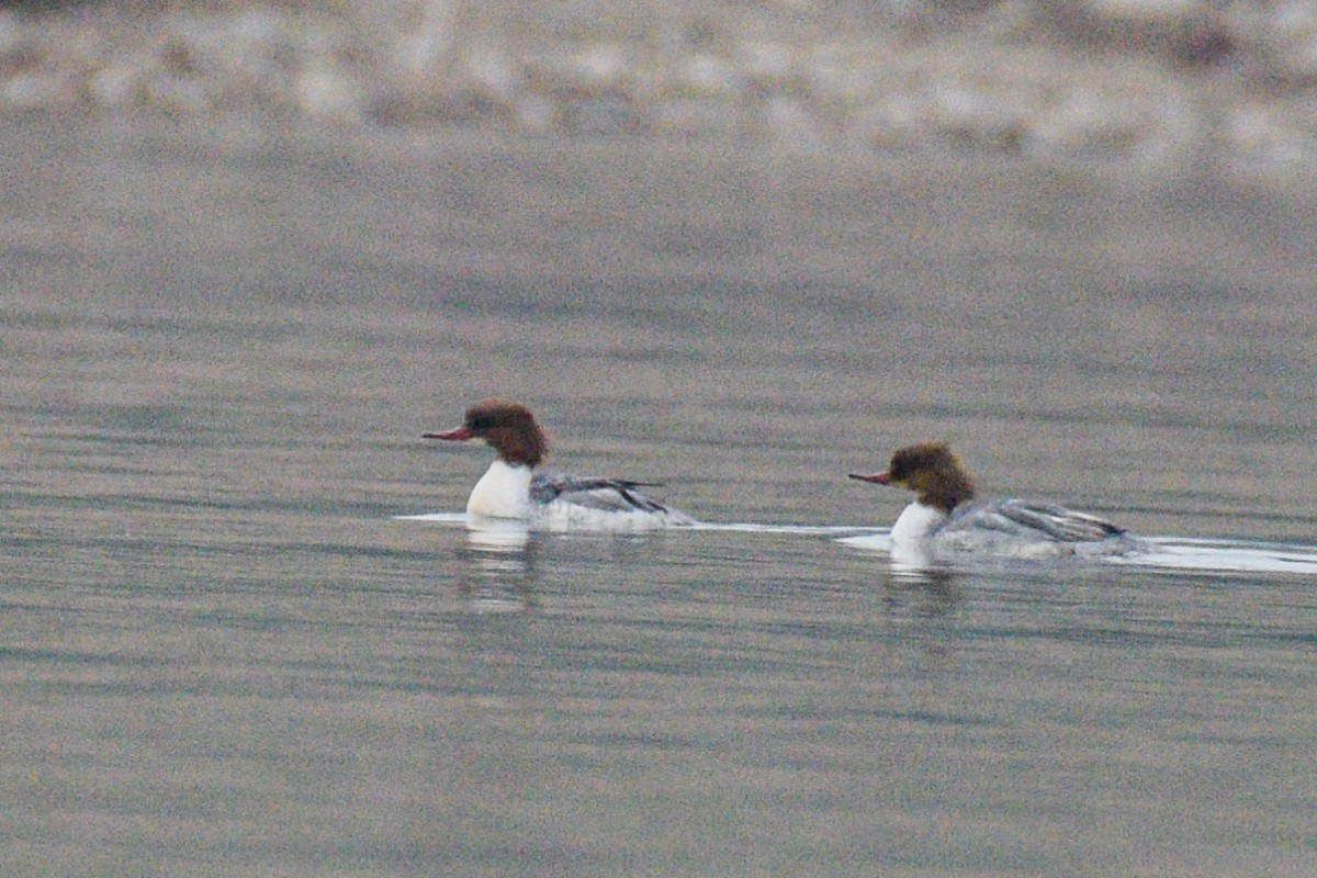 Common Merganser - ML530125471