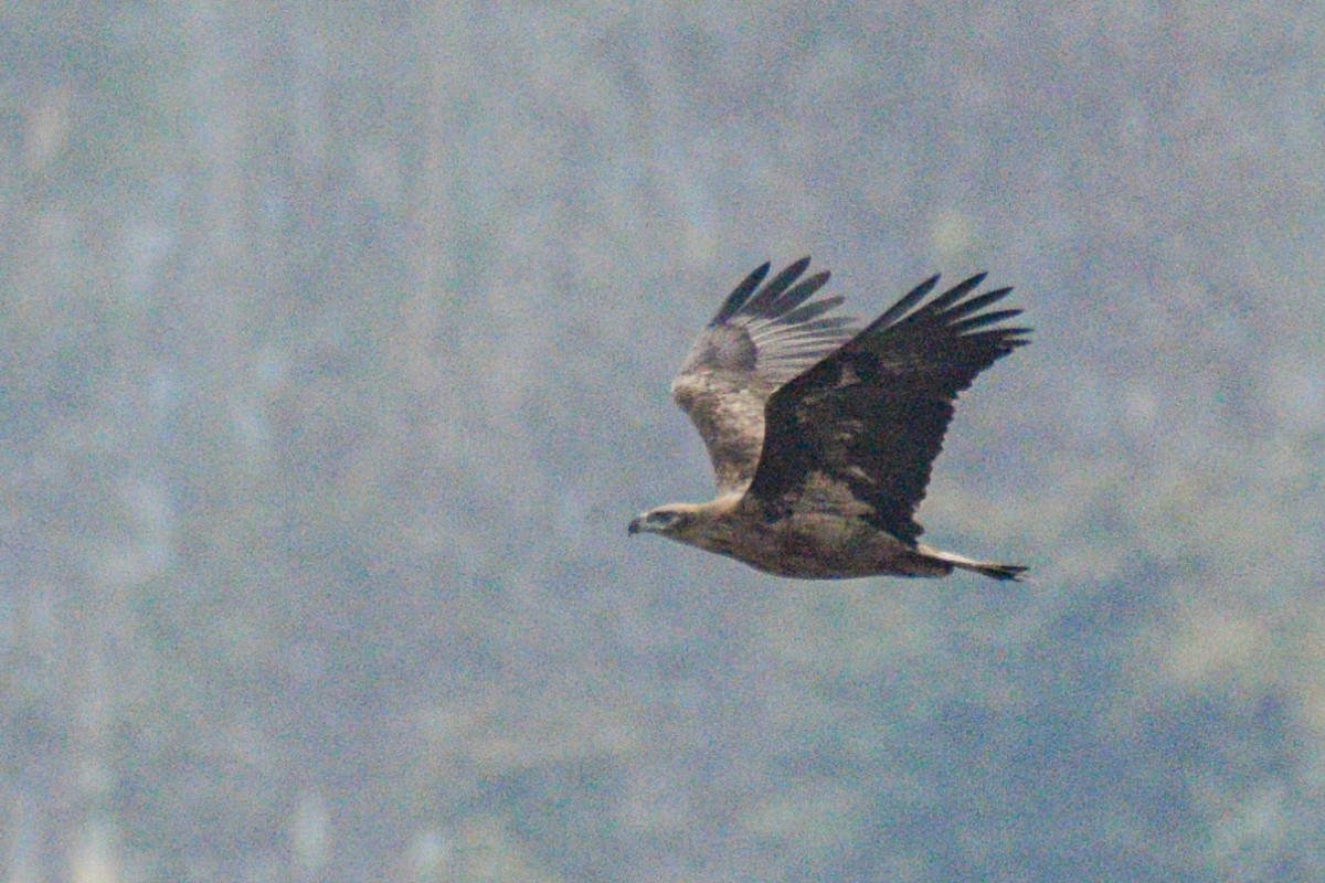 Усны нөмрөг бүргэд - ML530125481