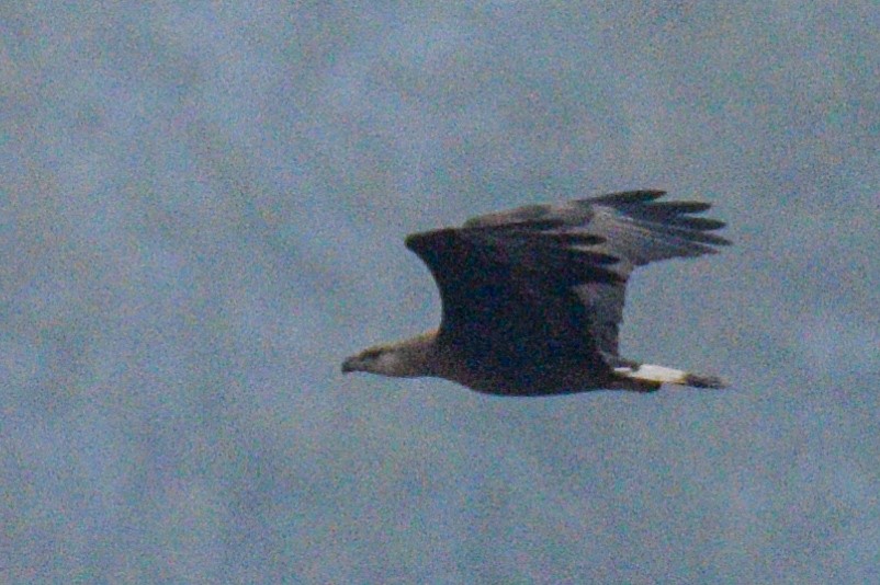 Усны нөмрөг бүргэд - ML530125491