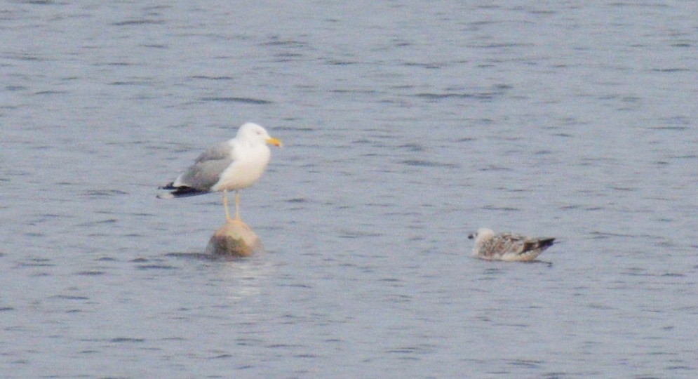 Lesser Black-backed Gull (Steppe) - ML530125751
