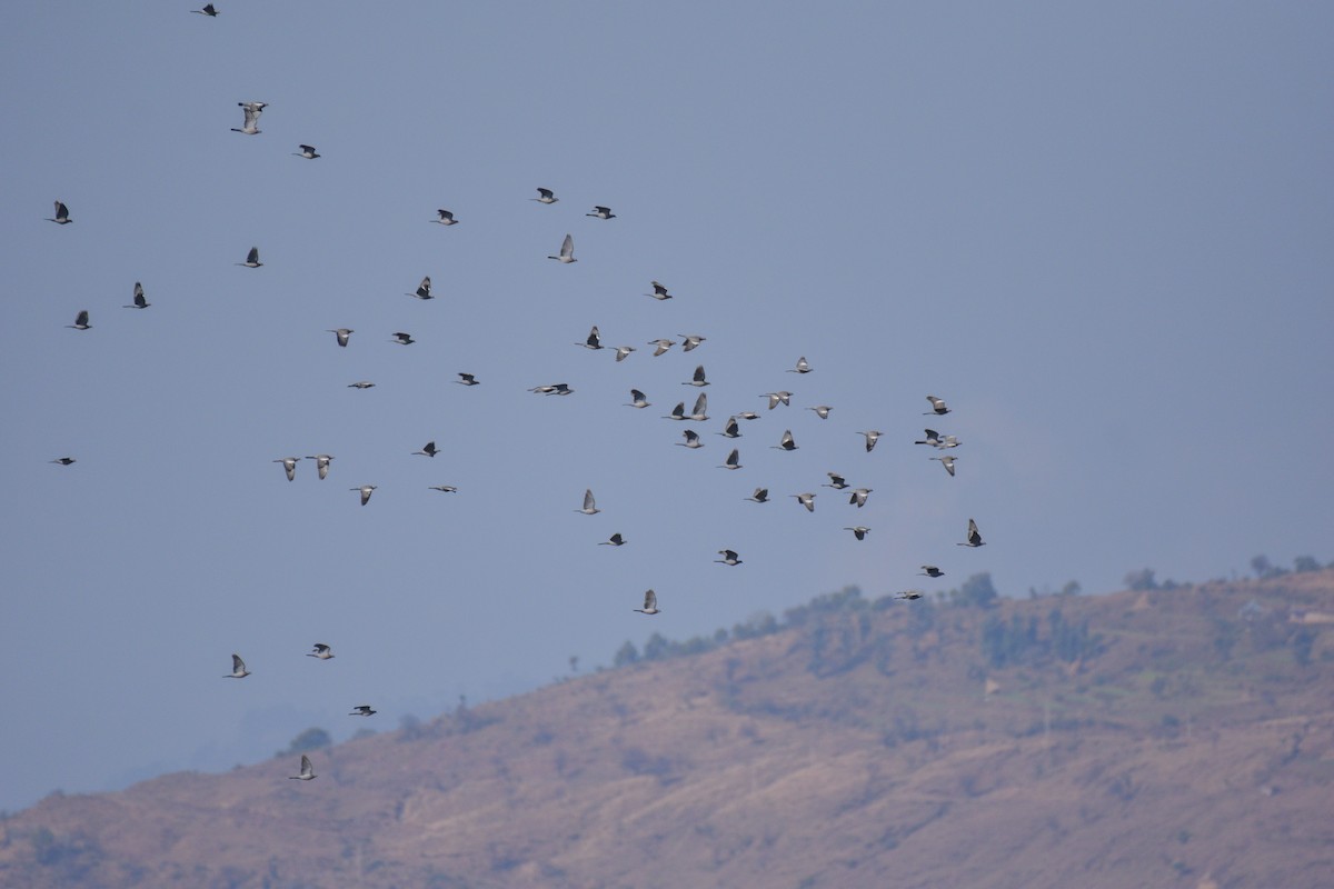 Ойн тагтаа - ML530126311