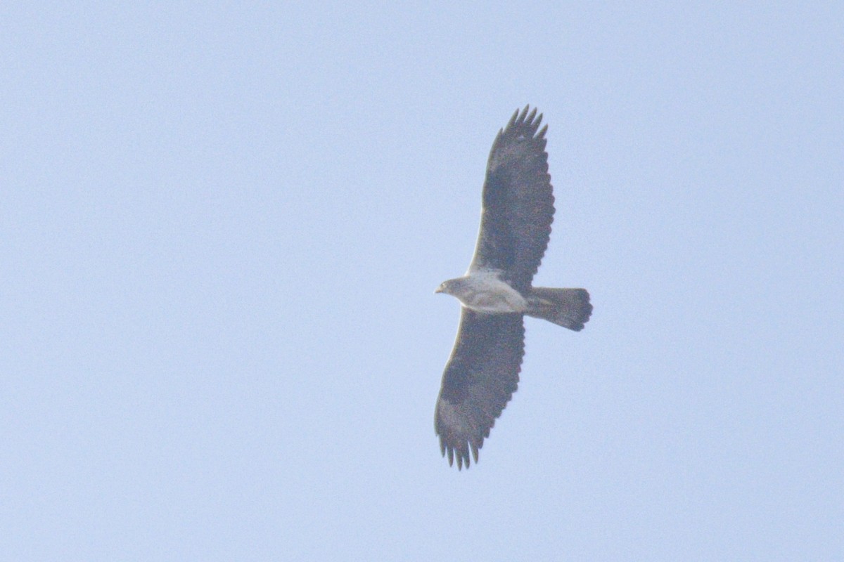 Харсун бүргэд - ML530126491