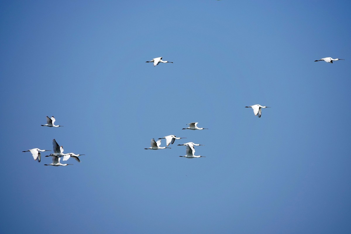 Eurasian Spoonbill - ML530126561