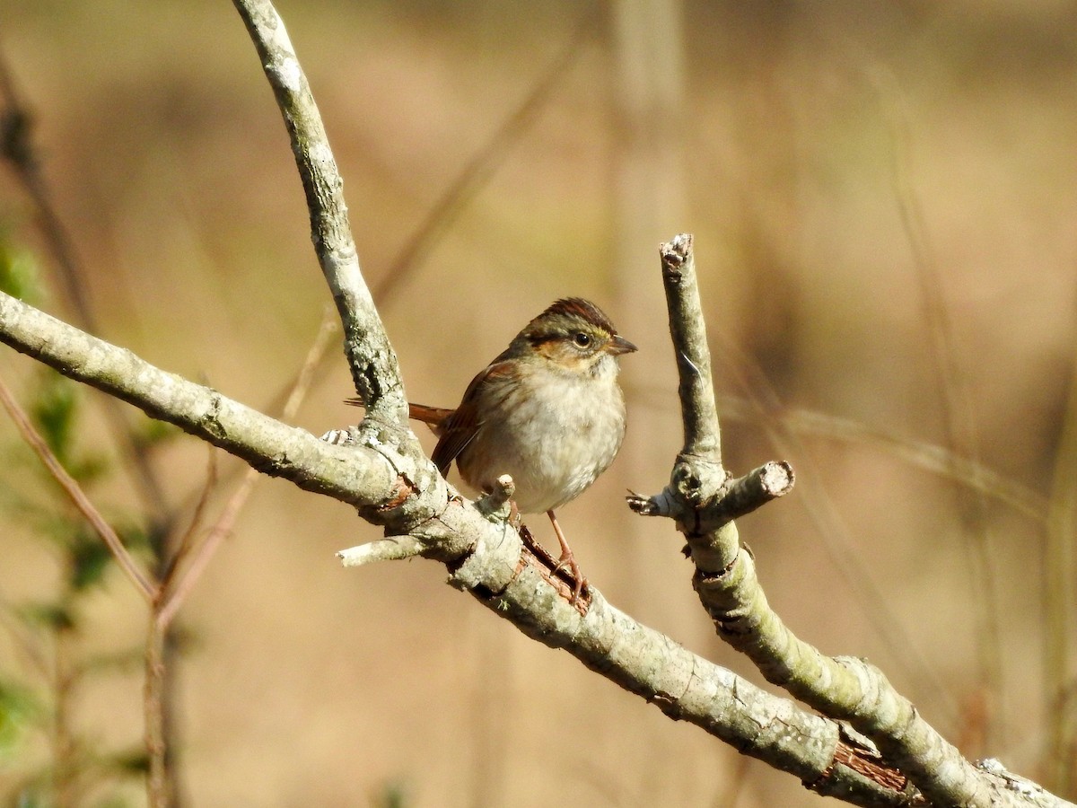 Swamp Sparrow - ML530127251