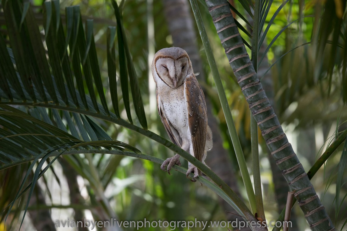 Barn Owl - ML530127981