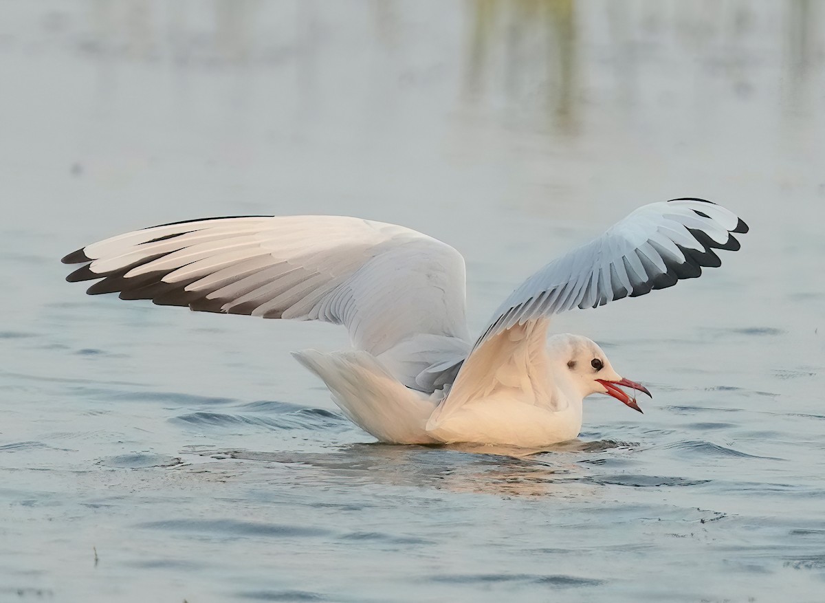 Black-headed Gull - ML530128101