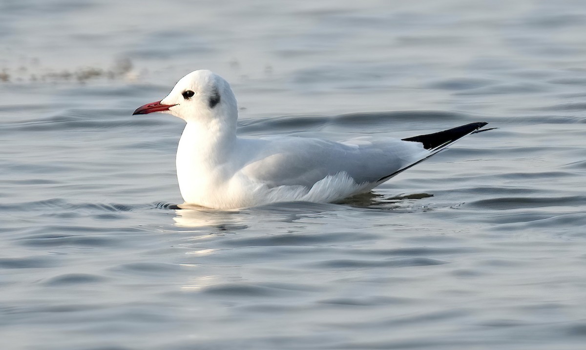 Mouette rieuse - ML530128291